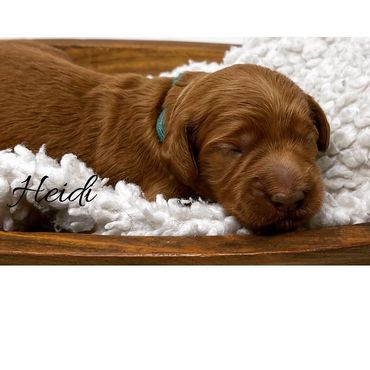 F1b Goldendoodle Puppy