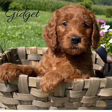 F1b Labradoodle Puppy