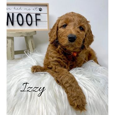 F1b Labradoodle Puppy
