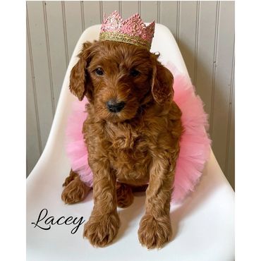 F1b Goldendoodle Puppy