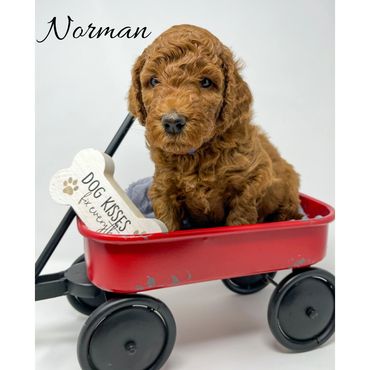 Mini Goldendoodle