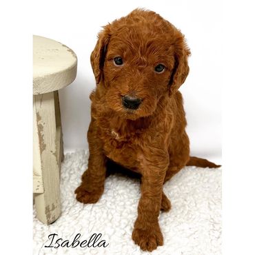F1b Labradoodle Puppy