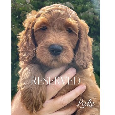 F1b Goldendoodle Puppy