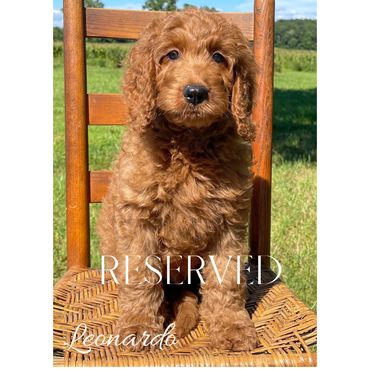 F1b Goldendoodle Puppy