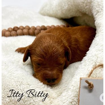 F1b Labradoodle Puppy