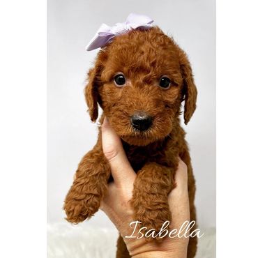 F1b Labradoodle Puppy
