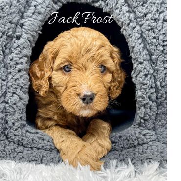 F1b Goldendoodle Puppy