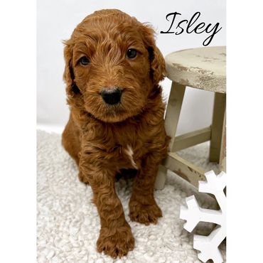 F1b Labradoodle Puppy
