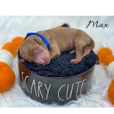 F1b Labradoodle puppy