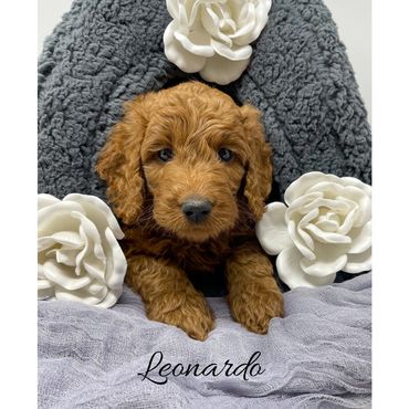 F1b Goldendoodle Puppy