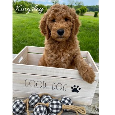 F1bb Goldendoodle puppy