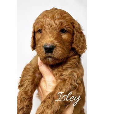 F1b Labradoodle Puppy