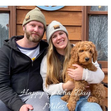 F1b Labradoodle Puppy