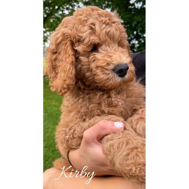 F1bb Goldendoodle puppy