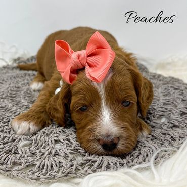 Mini Goldendoodle