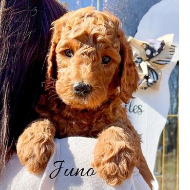 F1b Goldendoodle Puppy
