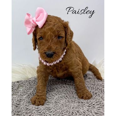 Mini Goldendoodle