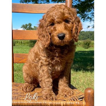 F1b Goldendoodle Puppy