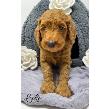 F1b Goldendoodle Puppy