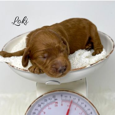 F1b Goldendoodle Puppy