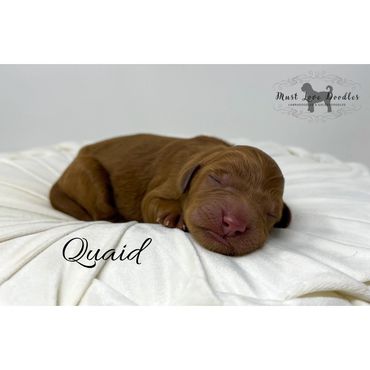 Mini Labradoodle Puppy