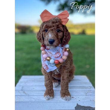 Mini Goldendoodle