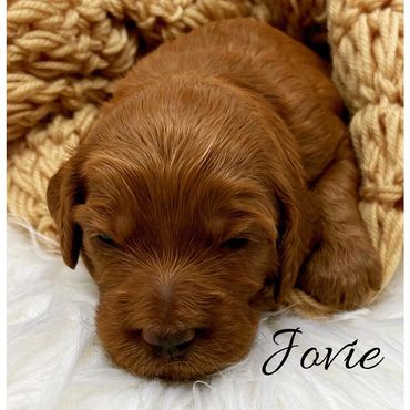 F1b Goldendoodle Puppy