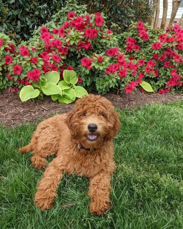 F1b Labradoodle Puppy