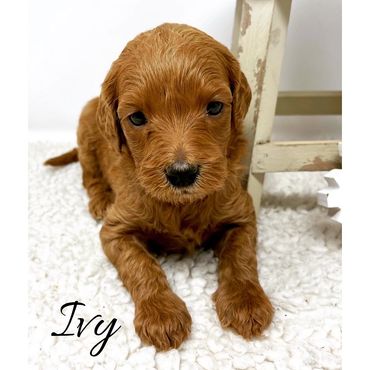 F1b Labradoodle Puppy