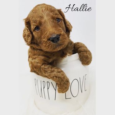 F1b Goldendoodle Puppy