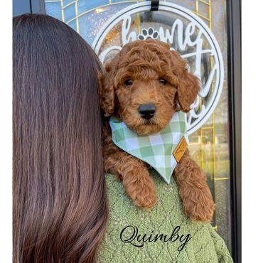 Mini Labradoodle Puppy