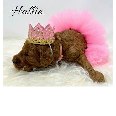 F1b Goldendoodle Puppy