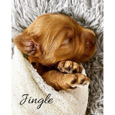 F1b Goldendoodle Puppy