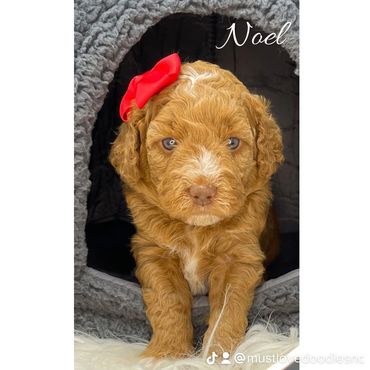 Mini Goldendoodle