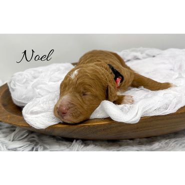 Mini Goldendoodle