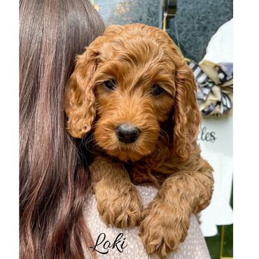 F1b Goldendoodle Puppy