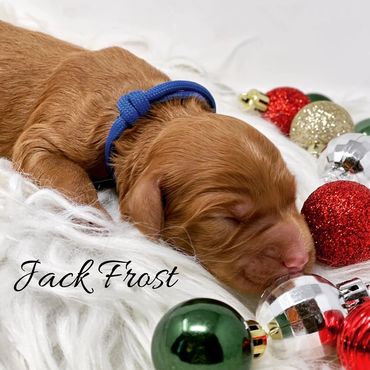 F1b Goldendoodle Puppy