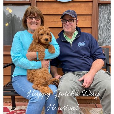 F1b Labradoodle Puppy