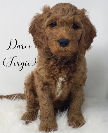 F1b Goldendoodle Puppy