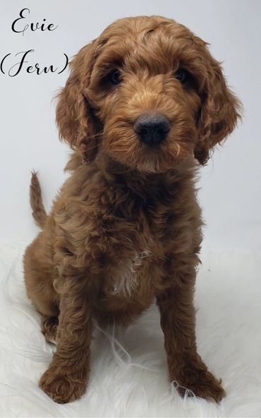 F1b Goldendoodle Puppy