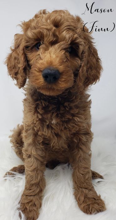 F1b Goldendoodle Puppy