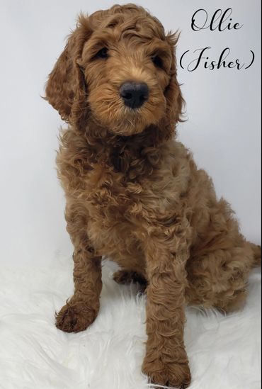 F1b Goldendoodle Puppy