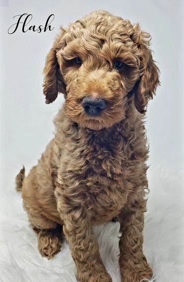 F1b Goldendoodle Puppy