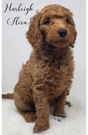 F1b Goldendoodle Puppy