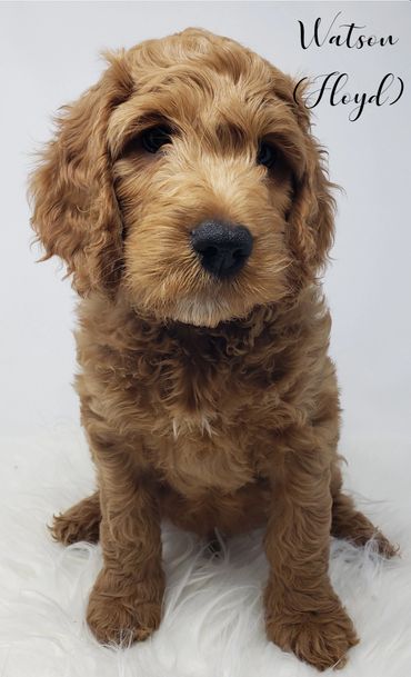 F1b Goldendoodle Puppy