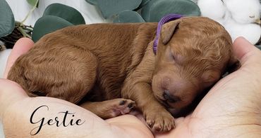 F1b Labradoodle Puppy