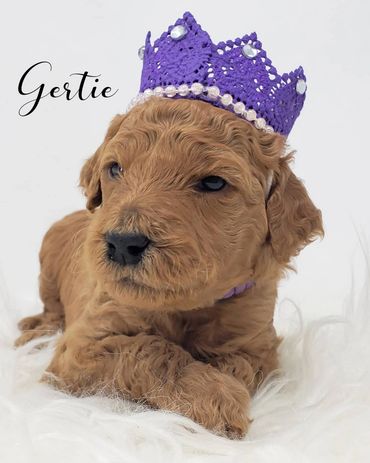 F1b Labradoodle Puppy