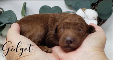 F1b Labradoodle Puppy
