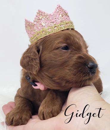 F1b Labradoodle Puppy