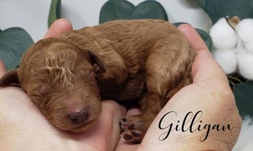 F1b Labradoodle Puppy